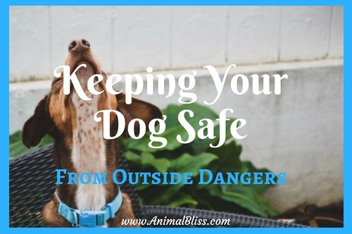 Keeping your dog safe from outside dangers and harm is very important.