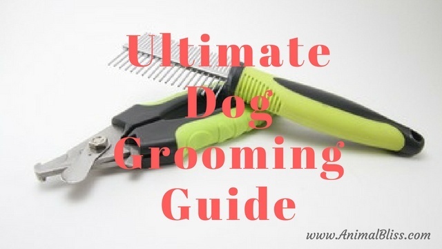 Ultimate Dog Grooming Guide