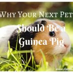 Why Your Next Pet Should Be a Guinea Pig