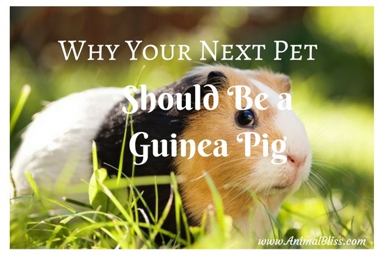 Why Your Next Pet Should Be a Guinea Pig