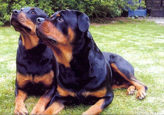 Most Popular Dog Breeds in Europe