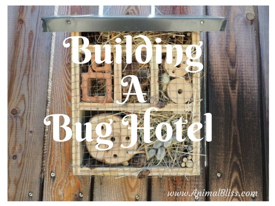 Building A Bug Hotel DIY (How-to Infographic)