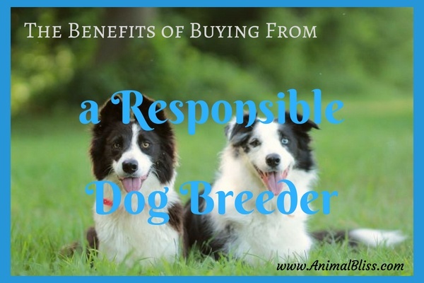 Benefits of Buying from a Responsible Dog Breeder