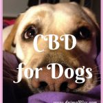 CBD for Dogs: A Natural Option for When Your Dog is in Pain