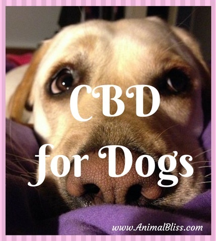 CBD for Dogs: A Natural Option for When Your Dog is in Pain