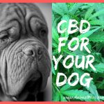 CBD For Your Dog – Important Things You Should Know