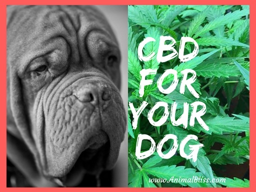 CBD For Your Dog - Important Things You Should Know