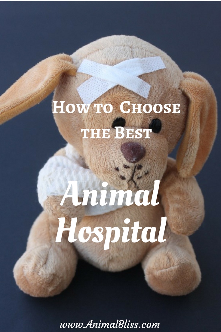 How to Choose the Best Animal Hospital