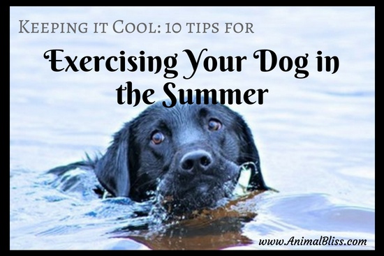 Keeping it Cool: 10 Tips for Exercising Your Dog in the Summer
