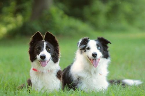 Benefits of Buying from a Responsible Dog Breeder