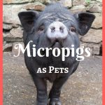 Micropigs as Pets – Do They Stay Small? 10 Important Facts to Know