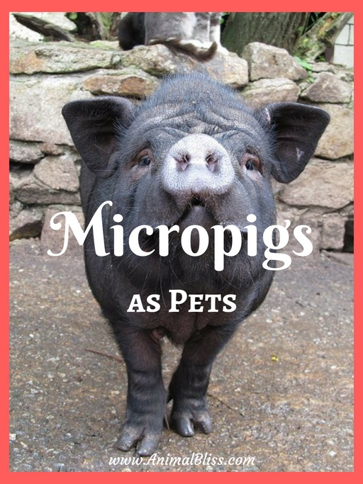 Micropigs as Pets, Do They Stay Small? 10 Important Facts