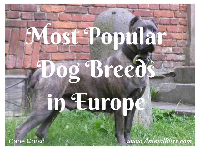 Most Popular Dog Breeds in Europe