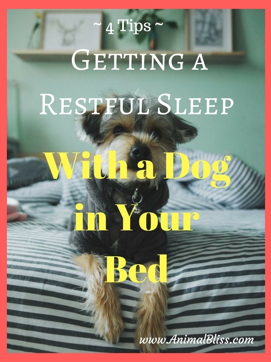 4 Tips for Getting a Restful Sleep With a Dog in Your Bed