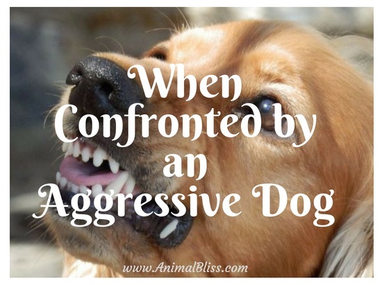 How to Stay Safe When Confronted by an Aggressive Dog