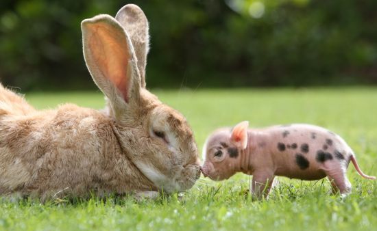 Do Micropigs get along with other animals?