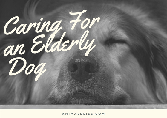 Caring for an Elderly Dog
