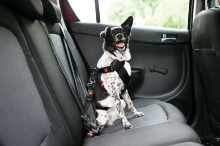 Traveling with Pets and Renting a Car, What You Need to Know
