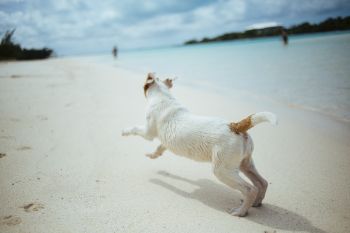 Traveling with Pets and Renting a Car, What You Need to Know