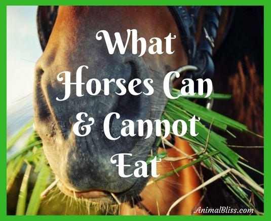 What Horses Can and Cannot Eat - Infographic