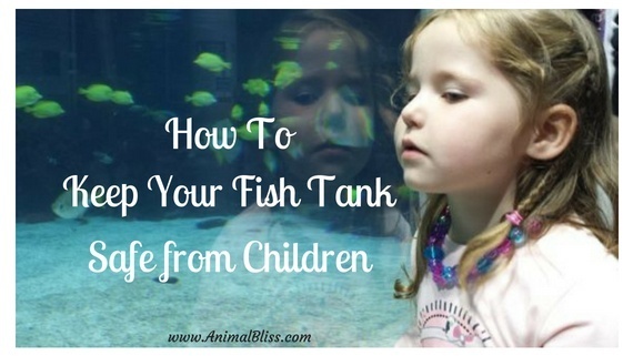 How to keep your fish tank safe from children and not posing a danger to them should be a simple case of common sense, education, and supervision.