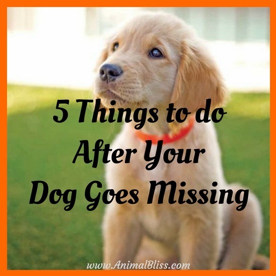 5 Things to do After Your Dog Goes Missing