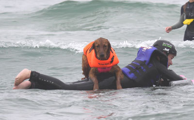 Surf Dog Ricochet Reunited with Quadriplegic Boy after 10 Years