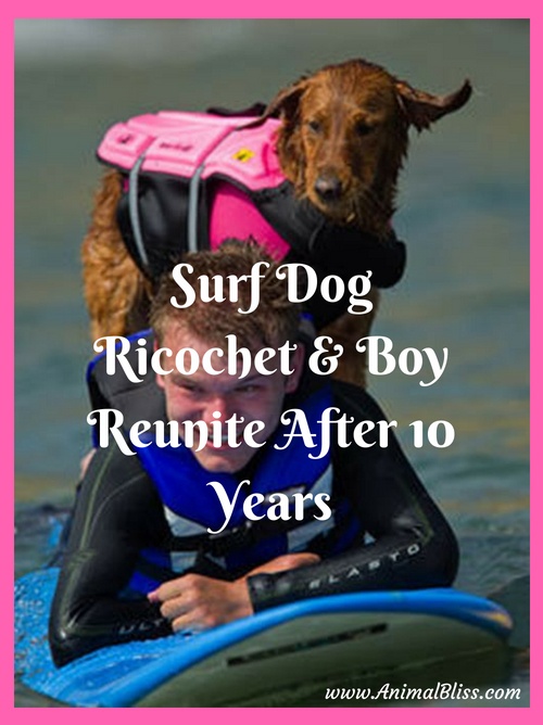 Surf Dog Ricochet Reunited with Quadriplegic Boy after 10 Years