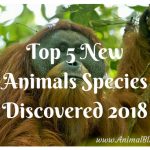 Top 5 New Animal Species Discovered 2018