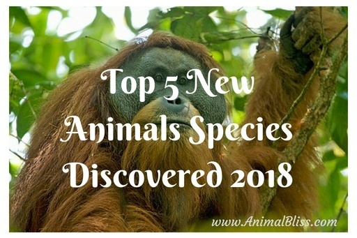 Top 5 New Animal Species Discovered 2018