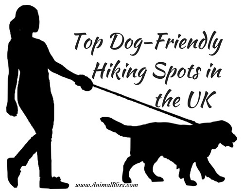 Top Dog Friendly Hiking Spots in the UK - Infographic