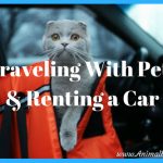 Traveling with Pets and Renting a Car, What You Need to Know