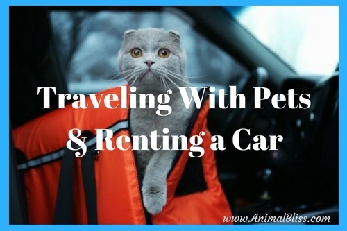Traveling with Pets and Renting a Car, What You Need to Know