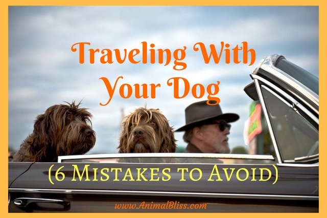 6 Mistakes to Avoid When Traveling With Your Dog