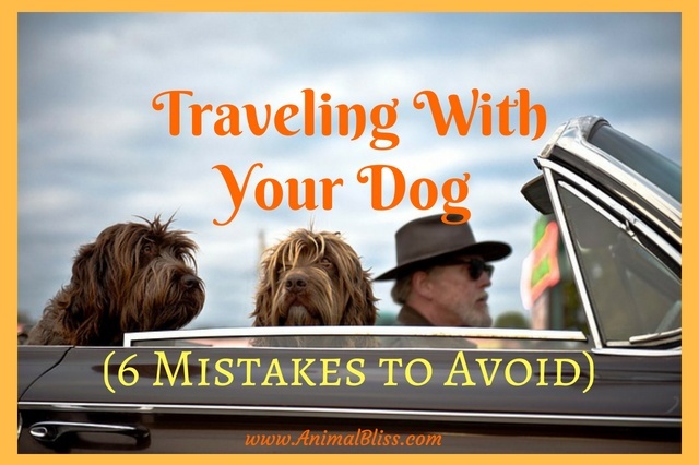 6 Mistakes to Avoid When Traveling With Your Dog