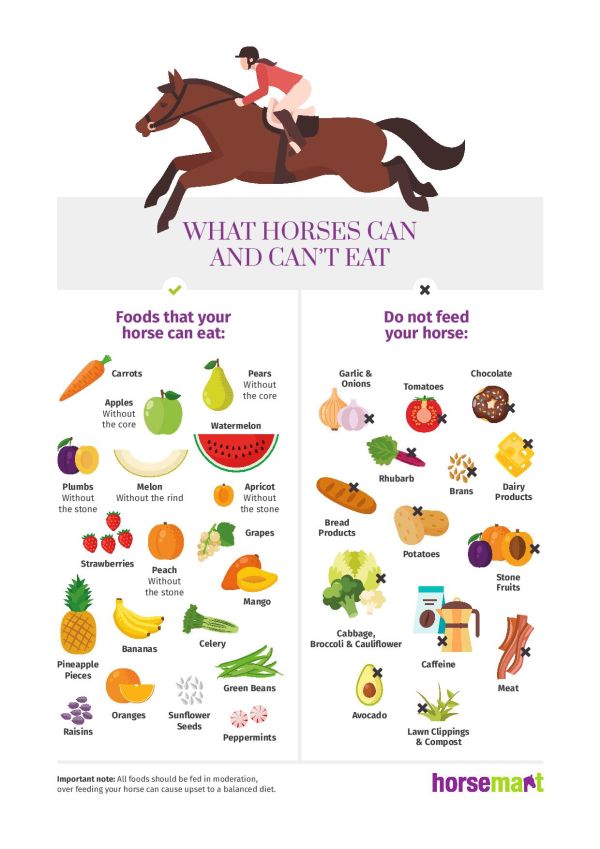 What Can Horses Eat?