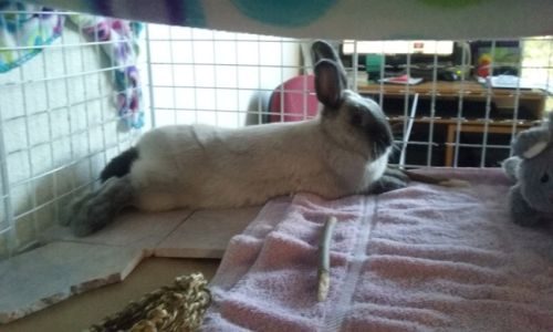 How to Build an Indoor Rabbit Enclosure