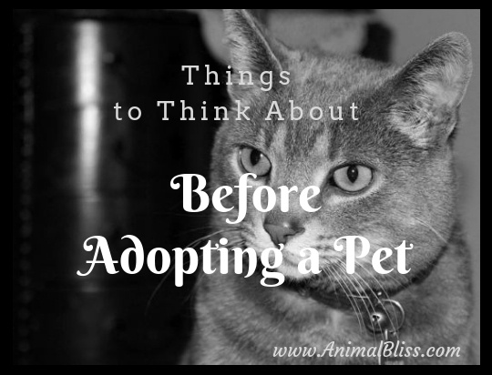 Things to Think About Before Adopting a Pet