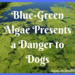 Blue Green Algae Presents a Danger to Dogs in the UK