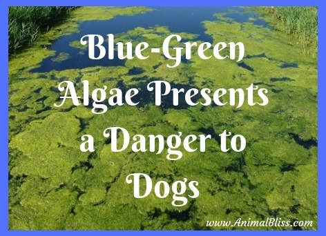 Blue Green Algae Presents a Danger to Dogs in the UK