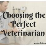 What To Look For When Choosing The Perfect Veterinarian