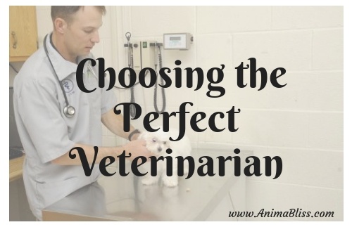 What To Look For When Choosing The Perfect Veterinarian