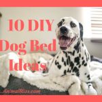 10 DIY Dog Bed Ideas to Create Sweet Doggy Dreams