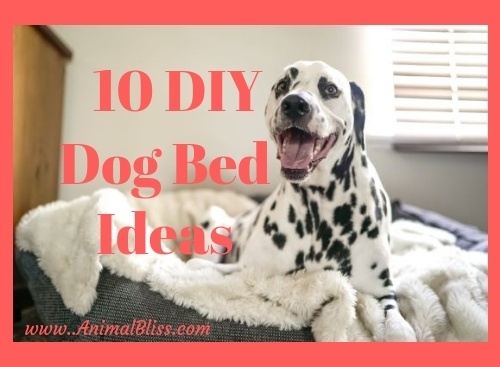 10 DIY Dog Bed Ideas to Create Sweet Doggy Dreams