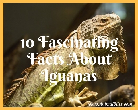 10 Fascinating Facts About Iguanas, Iguana Awareness Day 8th September
