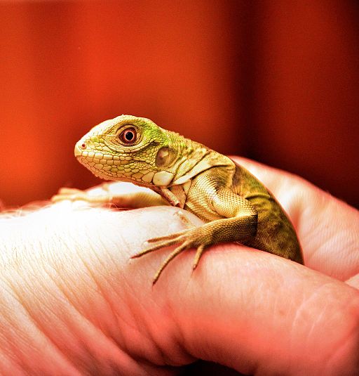 10 Fascinating Facts About Iguanas, Iguana Awareness Day 8th September