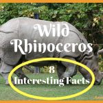 8 Interesting Facts About the Wild Rhinoceros