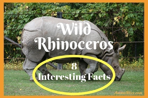 8 Interesting Facts About the Wild Rhinoceros