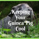 Top Tips To Keep Your Guinea Pig Cool During a Hot Spell