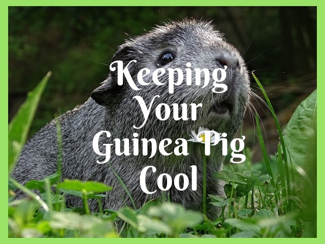 Top Tips To Keep Your Guinea Pig Cool During a Hot Spell